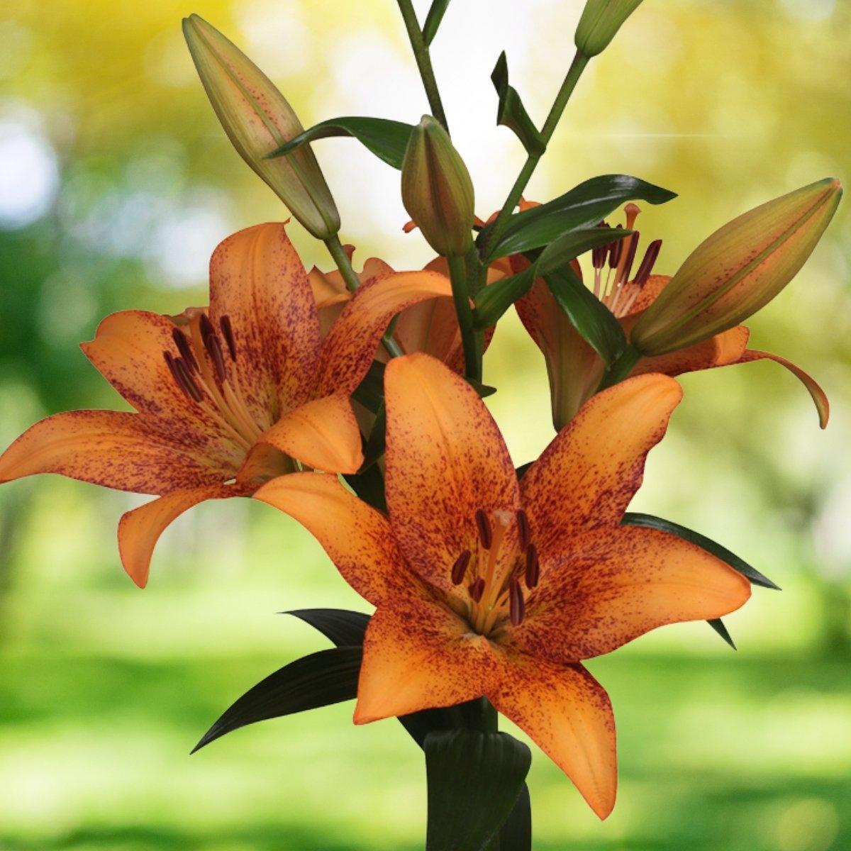 Lily Trebbiano Gerrit Zalm - La Hybrid 14/16Leo Berbee Bulb Company